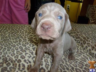 Weimaraner Puppies for Sale